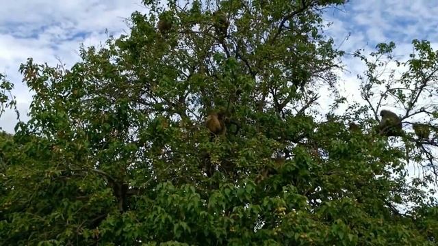 обези смотреть онлайн