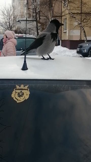 Босс на своей новой машине #вороны / Boss crow on his new car смотреть онлайн