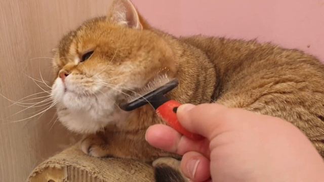 Крошик на любимой когтеточке смотреть онлайн