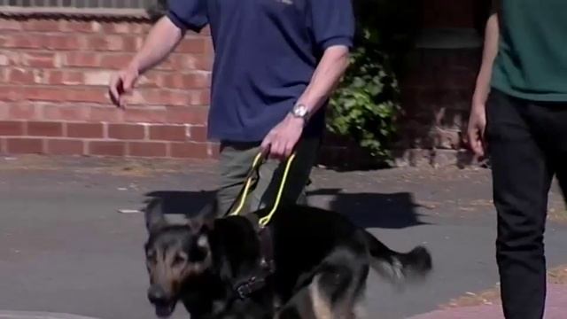 Solutions_Inter_Unit 8_Guide Dogs смотреть онлайн