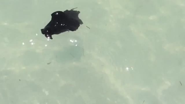 Atlantic Black Sea Hare