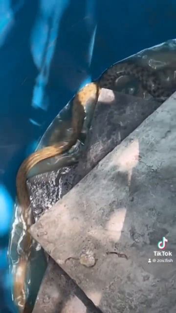 #armenia #erevan #армения #ереван #hayastan #cuk #fish #ishxan #змей #змея смотреть онлайн