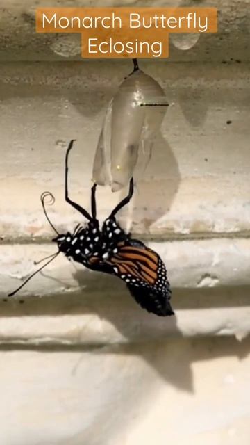 Monarch Butterfly Eclosing смотреть онлайн