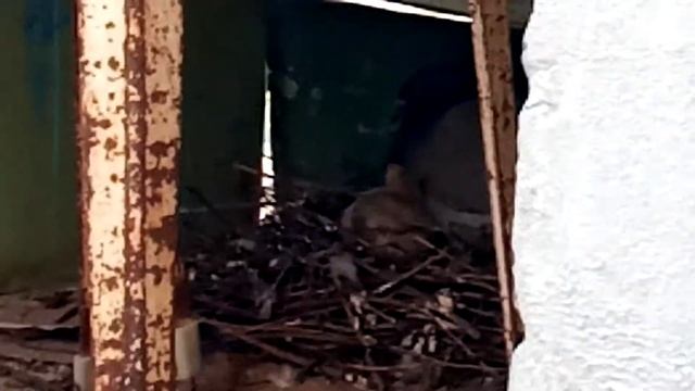 Голубята уже играются)) А растут как быстро смотреть онлайн