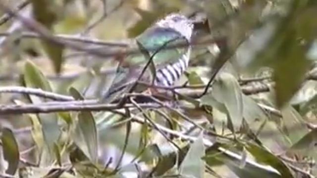 Shining Bronze-Cuckoo (Chrysococcyx lucidus) смотреть онлайн