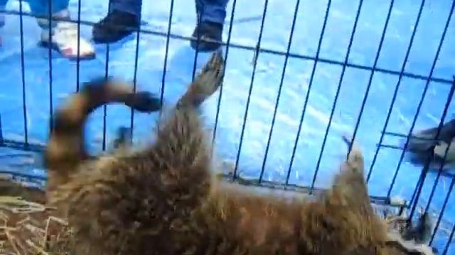 8(916) 702-11-08 Енотик в Москве - аренда смотреть онлайн