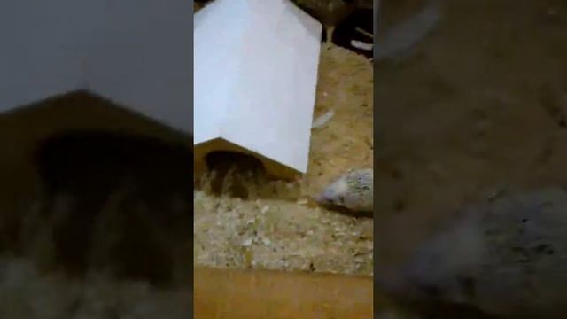 В мире животных в ,,большом" смотреть онлайн