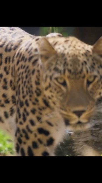 How This Leopard's Graceful Stride Will Leave You Speechless! смотреть онлайн