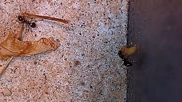 Охота на гусеницу. (Serviformica Fusca) Н смотреть онлайн
