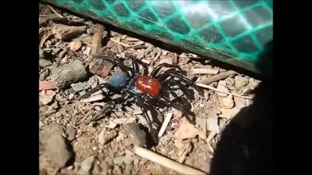 Red Mouse Spider (funny/terrifying) смотреть онлайн