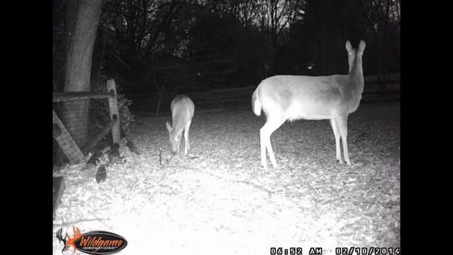 Deer in our back yard. Many Many Deer!! Game Camera Footage смотреть онлайн