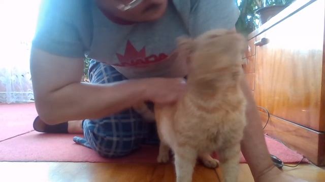 смешной кот, без ума когда его гладят. смотреть онлайн