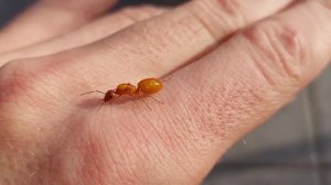 Camponotus turkestanus (China) 14.11.2021