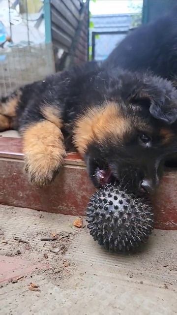 💗The cutest and funniest German Shepherd puppies 1.5 months. Odessa Ukraine смотреть онлайн