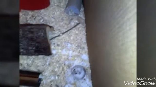 Новый дом (снова второй джунгарик?) смотреть онлайн