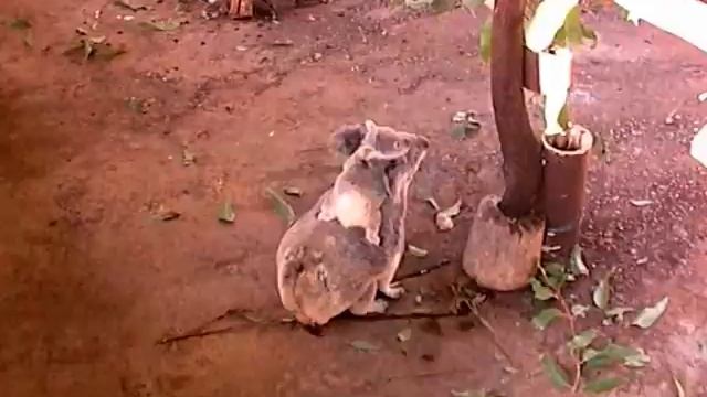 Koala Mom & Baby смотреть онлайн