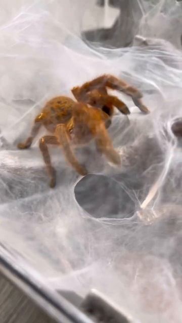 My OBT Pumpkin is ready for Halloween смотреть онлайн