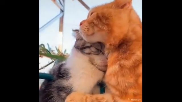 Cats and meerkat / Коты и миркет смотреть онлайн