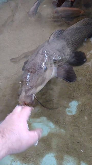 Auchenoglanis occidentalis, Giraffe catfish, Жирафовый сом смотреть онлайн