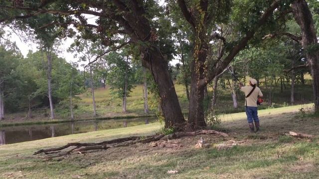 Trimming up TREES With a Pole Saw! Using a Stihl KM 94 смотреть онлайн