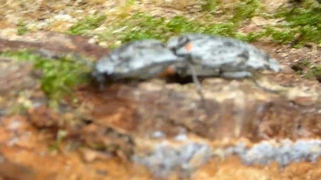 倒木の上を歩くウバタマコメツキ смотреть онлайн