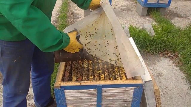 Готовим пчелосемьи для вывода пчёла-матак 🐝2022 смотреть онлайн