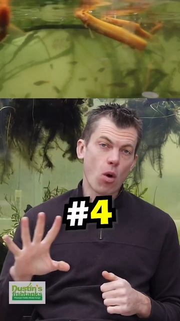 Top 6 REASONS Golden Dojo Loaches Are The BEST смотреть онлайн