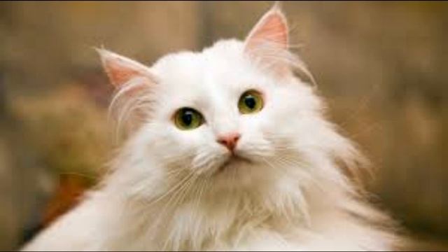 Мяукание кошек. Как мяукают кошки .