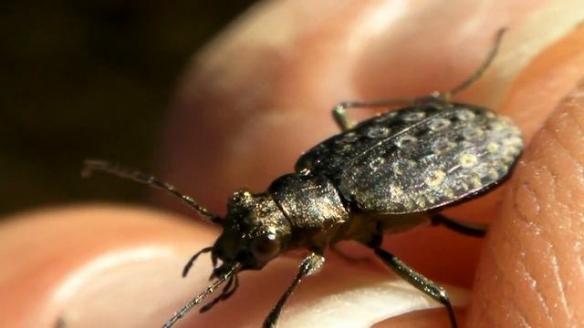 Arizona Videos, Potentially смотреть онлайн