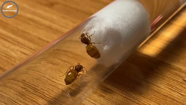 1 Koloni 2 Kraliçe? Multiqueen Nedir? Prenolepis Nitens смотреть онлайн