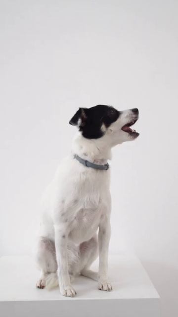 HIFI dog #Pets #Cat and Dog #Shorts смотреть онлайн