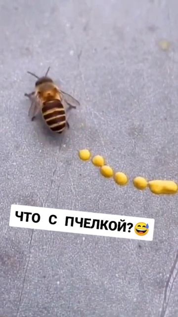 Тайны дикой природы и её обитателей