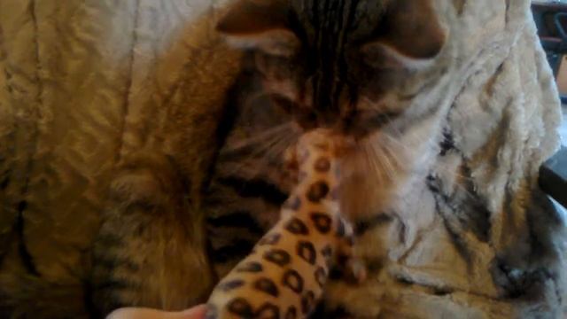 Сева и леопард смотреть онлайн