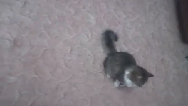 Великий прыжок Барсика!!! смотреть онлайн