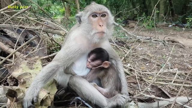 Ava monkey afraid of anyone hurt her poor baby Alex | monkey Ava cares too much about Alex baby смотреть онлайн