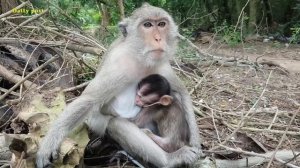 Ava monkey afraid of anyone hurt her poor baby Alex | monkey Ava cares too much about Alex baby