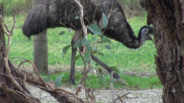 One of the World's Largest Birds - Australian Emu смотреть онлайн