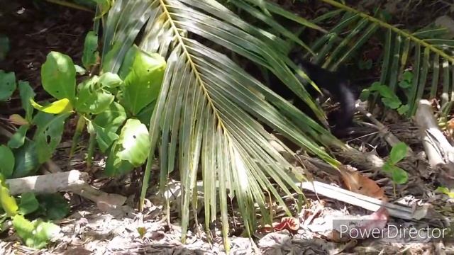 Wild Monkey- Cahuita National Park, Cahuita, Costa Rica- April 2022 смотреть онлайн