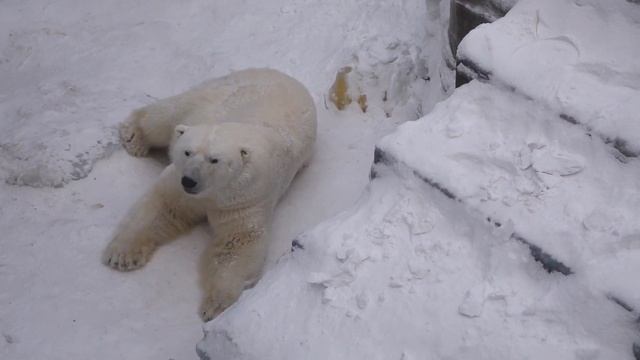 zoo nsk Наш ласковый и нежный Кай 16 01 2021 смотреть онлайн