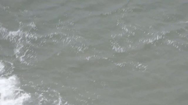 2023 Pupping Season - No seals on the beach - 19th September смотреть онлайн