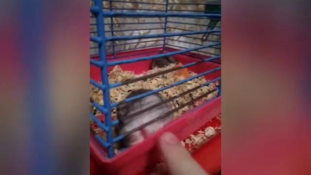 Милое видео про хомячков 🤗😊🤗 смотреть онлайн