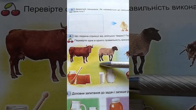 Яких свійськи тварин вирощують у рідному краї. Я досліджую світ. Відео до уроків 1 клас. смотреть онлайн