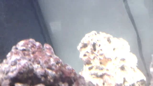 Gusano de fuego смотреть онлайн