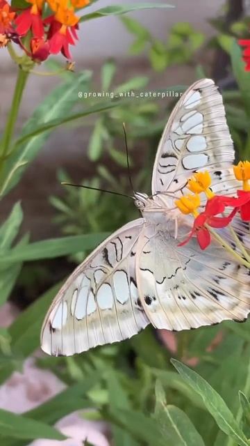 🦋 The Clipper (ผีเสื้อช่างร่อน)🦋 Parthenos sylvia #butterflyshorts #butterflies #nature смотреть онлайн