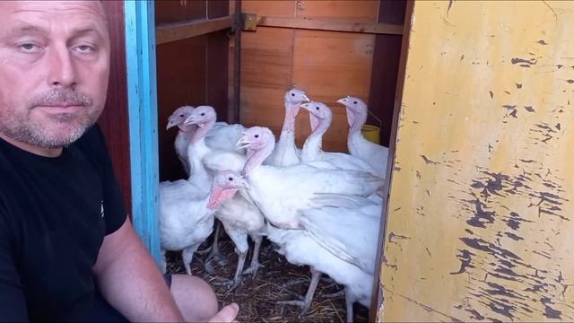 Обзор Птичника