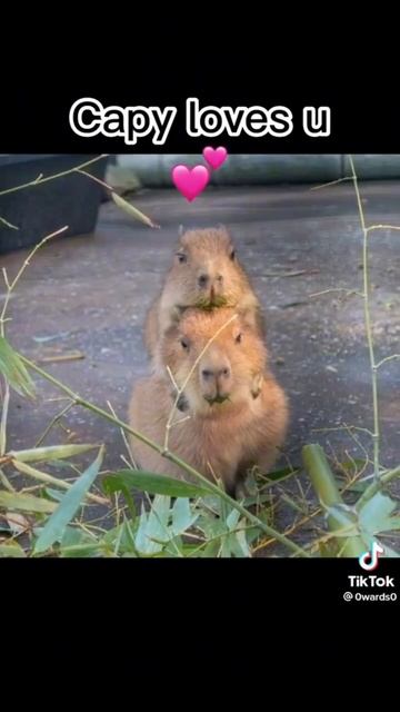 Top 5 biggest capybara criminals смотреть онлайн
