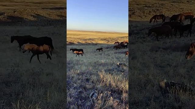 лошади среди камней смотреть онлайн