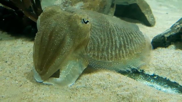 Common Cuttlefish (Sepia officinalis) смотреть онлайн