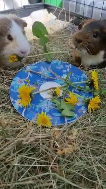 A Plate of Flowers For Dinner? | #Shorts смотреть онлайн