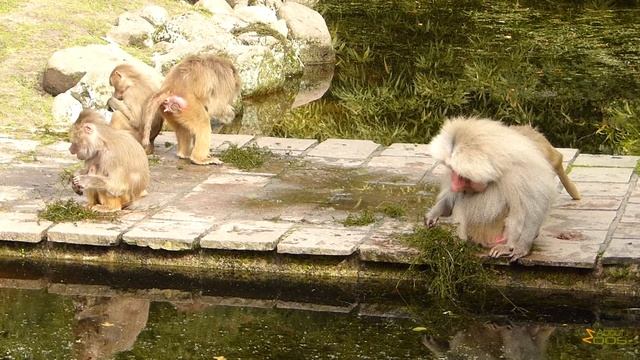 Feeding behaviour of hamadryas baboons at Amersfoort Zoo смотреть онлайн